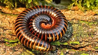 Archispirostreptus gigas Giant African Millipede Closeup [upl. by Haran]