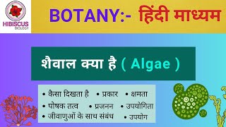 Algae  शैवाल क्या है  सामान्य विशेषताएँ  शैवाल की थैलस संरचना और प्रकार  Botany BSC amp MSC [upl. by Jehu]