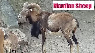 Zoo Animals  Fresh Series  Mouflon Sheep  A Lovely Wild Sheep [upl. by Wyatt]