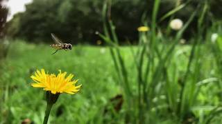 Macadamia Orchard Biodiversity HOVERFLY [upl. by Drawoh926]