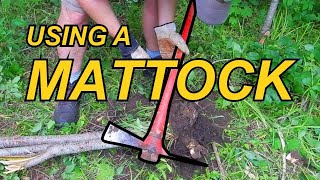 Sharpening and using a cutter mattock for buckthorn removal [upl. by Rollet]