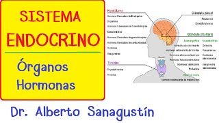 SISTEMA ENDOCRINO explicado FÁCIL glándulas y hormonas [upl. by Ahtiekal]