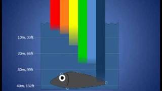 Fishing Lure Color Selection Part 2 Depth Affects What Colors Fish Can See [upl. by Anerak504]