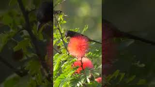 Orchard Oriole shorts birds [upl. by Ainoyek]