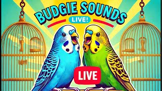 Live Budgie Sounds – Relaxing Budgies Chirping and Singing [upl. by Kassia]