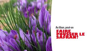 Propagation of Lebanese saffron Crocus sativus by tissue culture [upl. by Cordell]