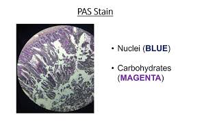 Types of histology stains [upl. by Ane982]