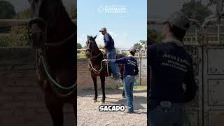 Pasos para la 1ra Montada a un Caballo Joven Apolo un PRE Domado en Agua Zarca  Reel 12 [upl. by Patrich]