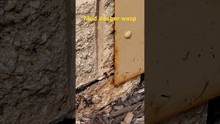 Mud Dauber Wasp Using Mud To Build A Nest wasp insects insect [upl. by Curzon]