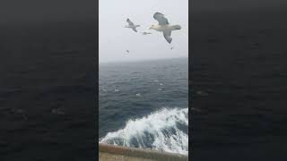 Angry Birds always falow Fishing ships from Iceland [upl. by Adallard]