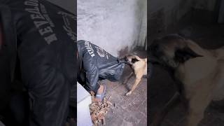 कुत्ते ने बचाई जान dogs shorts dogshorts funnyshortsvideo [upl. by Eisned]