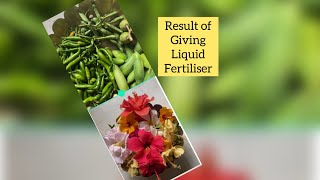 Harvesting 😍  Results of giving liquid fertilisers SunithasnaturalGardeningvlogs 😍 [upl. by Tocs]