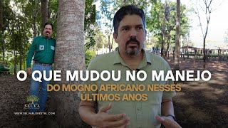 O QUE MUDOU NO MANEJO DO MOGNO AFRICANO NESSES ÚLTIMOS ANOS [upl. by Lessig]