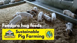 Feedpro Sustainable Pig Farming the New and Natural Way [upl. by Vitek874]