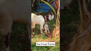 mashaallah Rubab ne baccha de di female white gujri ❤️ trending funny goatfarm animals [upl. by Ardelis529]