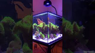 Waterbox Peninsula 25 reef saltwateraquarium reeftank fish marineaquarium coralreef aquascape [upl. by Esbensen]