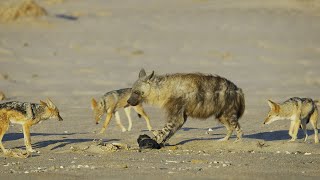 Jackal Pack vs Hyena Food Fight  4K UHD  Seven Worlds One Planet  BBC Earth [upl. by Hgieleak169]