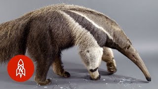 The Giant Anteater Carries On 25 Million Years and Counting [upl. by Dottie]