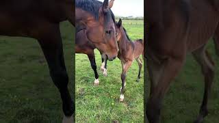 Oilean Derry Girl  KMS Rooney x Lougherne Cashell  Foal video from 2021 [upl. by Annahsal]