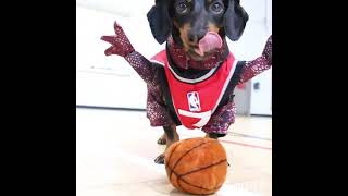 Crusoe the Dachshund Plays for the Raptors Basketball Team [upl. by Tjon]