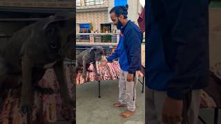 Cane corso training 👺🥰 dogbreeds pets dogoargentino shorts trending youtube alphathedogo [upl. by Xylia]