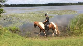 Lögg frá Laufhóli  Trail Riding [upl. by Fotinas206]