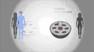 How ThreeParent In Vitro Fertilization Could Work [upl. by Phira]