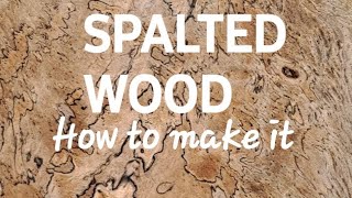 HOW TO MAKE SPALTED WOOD howto woodworking diy [upl. by Aihsemat]