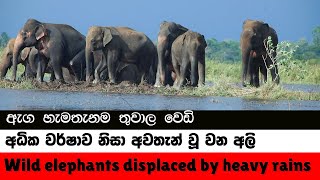 Wild elephants displaced by heavy rains ඇග හැමතැනම වෙඩි පාරවල් Elephant soul [upl. by Elatsyrc]