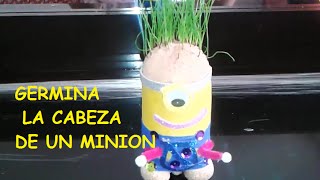 COMO GERMINAR MINIONS CABEZAS DE PASTO [upl. by Mezoff174]