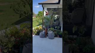 Fast Growing Trees Unboxing and Review 🥑 fastgrowingtrees gardenideas avocado plantcaretips [upl. by Idolla491]