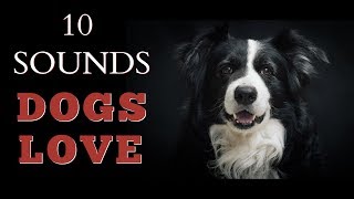 10 Sounds Dogs Love To Hear The Most [upl. by Nuahc]