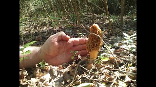 When should I pick Morel Mushrooms  Morel Truths Episode 5 [upl. by Oicatsana]