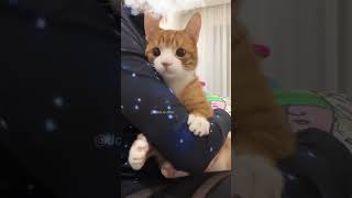 Clingy baby catlover orangecat cat [upl. by Ennoval]