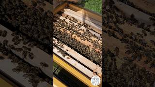 Bee Inspection 🐝🔍bees beekeeping imkern мёд apicultura пчеловодство [upl. by Ezmeralda180]