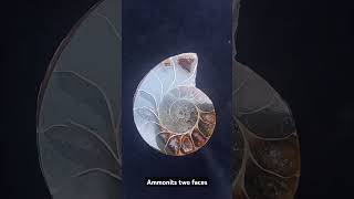 Ammonites secciones ammonites seccion madagascar [upl. by Adolpho]