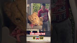 Wow 🦁 punjabisong newsong music animalemotion funnylion punjabi 😱 animals 🤣🤣 [upl. by Ram]