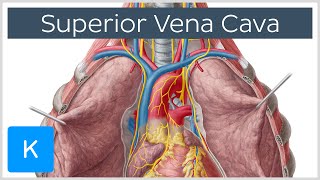 Superior Vena Cava Cardiovascular System  Human Anatomy  Kenhub [upl. by Madaras196]