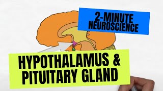 2Minute Neuroscience Hypothalamus amp Pituitary Gland [upl. by Schaab]