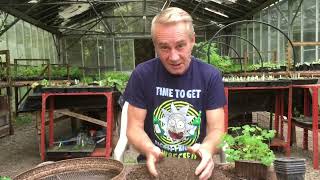 How to grow aquilegia from seed part 2 stinkyditchnursery750 May ‘22 [upl. by Oinotna]