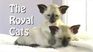 Siamese  the Royal Cats [upl. by Kuehnel]