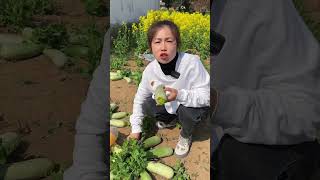 Nature Fresh Fruit video of Industry spe207 fruit shorts farming [upl. by Tasia]