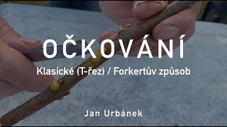 OČKOVÁNÍ – klasické Třez  Forkertův způsob [upl. by Lamok]