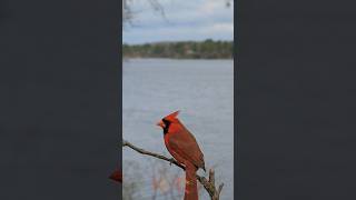 Burung Cardinalsi jambul merah birds cardinal redcardinal [upl. by Derwood]