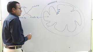 Electron Shuttle System in Cellular Respiration MalateAspartate and GlycerolPhosphate [upl. by Tavey422]