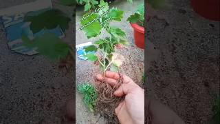 How to Grow chrysanthemum plannts in poat shorts yushortsviralshorts [upl. by Ardnusal]