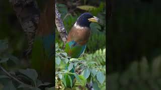 Great Barbet from Sattal [upl. by Cone779]