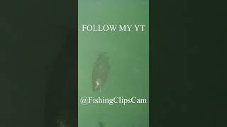 Epic Trout Attack Captured with Waterwolf shortsvideo [upl. by Asiuqram170]