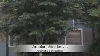 Amelanchier laevis Allegheny Serviceberry [upl. by Annahsohs]