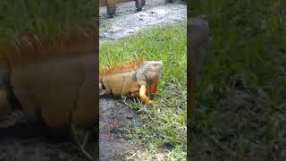 florida iguana [upl. by Acirea]